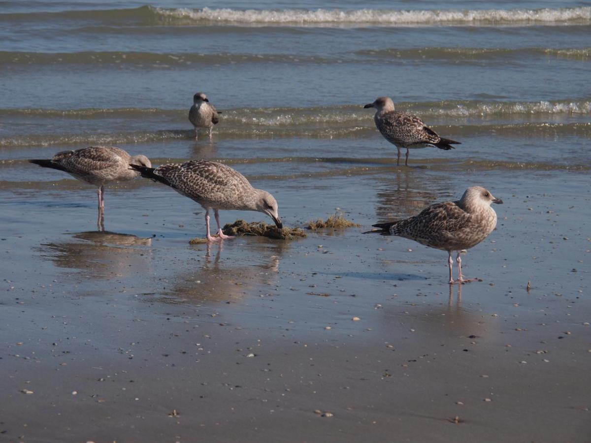 Entre Dunes Et Mer Bray-Dunes Dış mekan fotoğraf